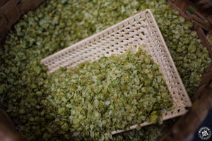 Korb voller Hopfen, Bildnutzung mit freundlicher Genehmigung von BraufaktuM